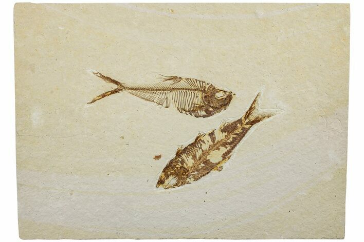 Two Fossil Fish (Knightia & Diplomystus) - Wyoming #234212